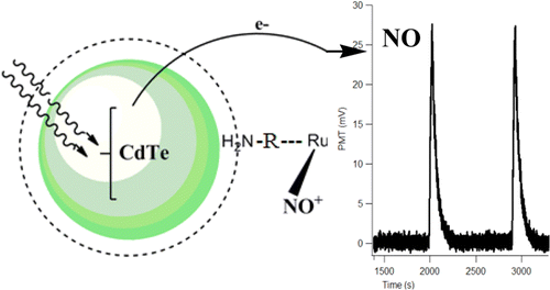 Photoreactivity of QD-Ru-NO conjugate